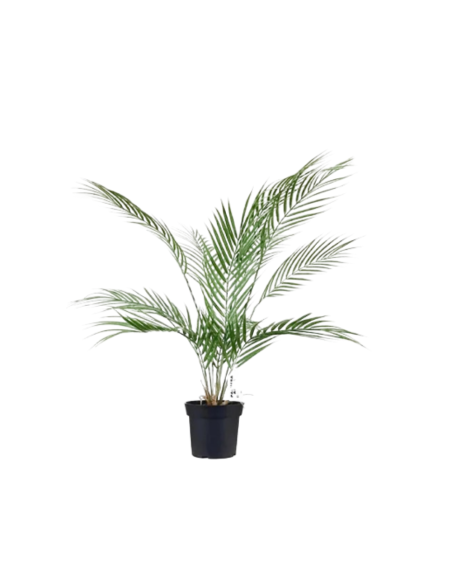 Planta Artificial Palmera Areca 74 Cm 23718 287015 Greenland